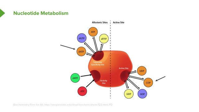 10. Nucleotide Metabolism and Thymidine Metabolism смотреть онлайн