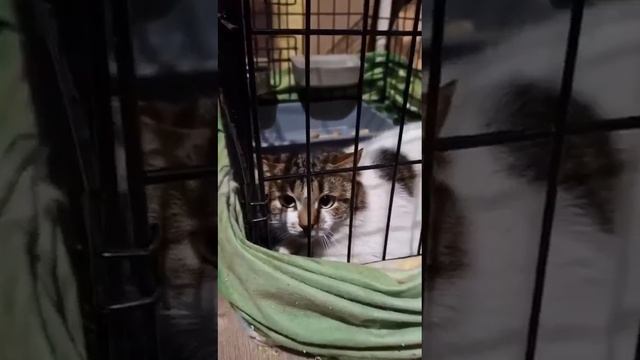 Случайно пойманный кот ищет дом смотреть онлайн