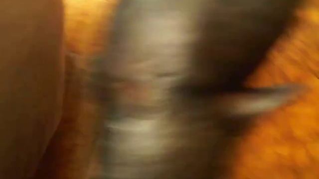 Вьетнамская свинка) Мы, растем!) смотреть онлайн