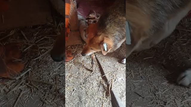 Лакомства для Дружка. Приют для бездомных животных Сириус в Киевской области. смотреть онлайн
