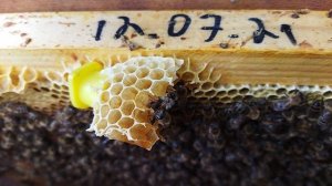 выход матки карника с маточника