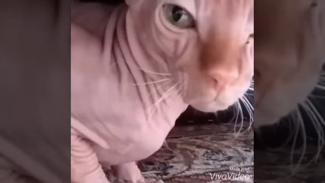 ЧТО МНЕ НЕ НРАВИТСЯ В ХОЗЯЕВАХ смотреть онлайн