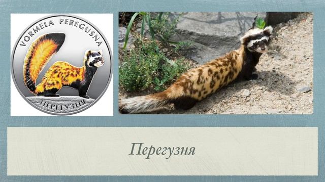Тварини Вінницької області, які потребують охорони смотреть онлайн