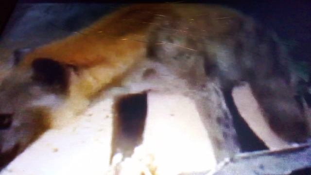 Зоопарк Тайланда. Часть вторая.