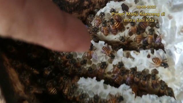 jual harga proses panen madu asli murni kelulut klanceng teawul gale-gale bersama mitra tani kita смотреть онлайн