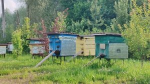 Пчелы коконом висят на прилетной доске. Из-за чего и что с этим делать! #пчеловодство #пчелы #улей