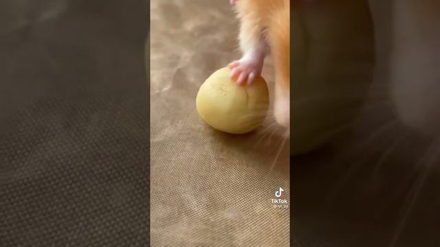 рецепт от хомяка смотреть онлайн