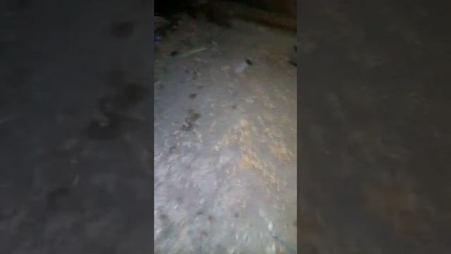 Радислав шляхтюк голубиные яички в моей голубятне смотреть онлайн