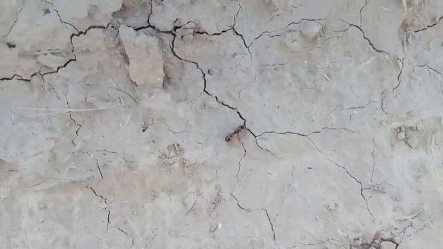 Ловля матки Camponotus turcistanus смотреть онлайн