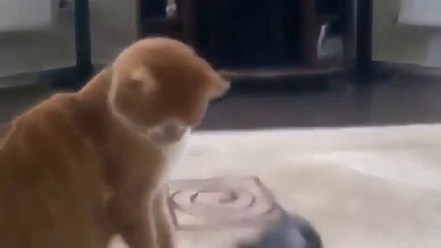 кошки Новые Приколы Смешные ролики. смотреть онлайн