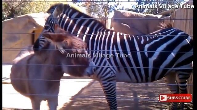Donkey And Zebra Meeting 2020 || Donkey Zebra Best Friendship смотреть онлайн