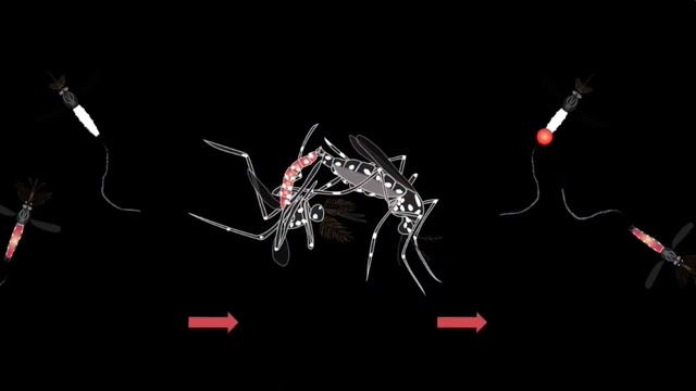 How do mosquitoes mate? || Just Earth смотреть онлайн