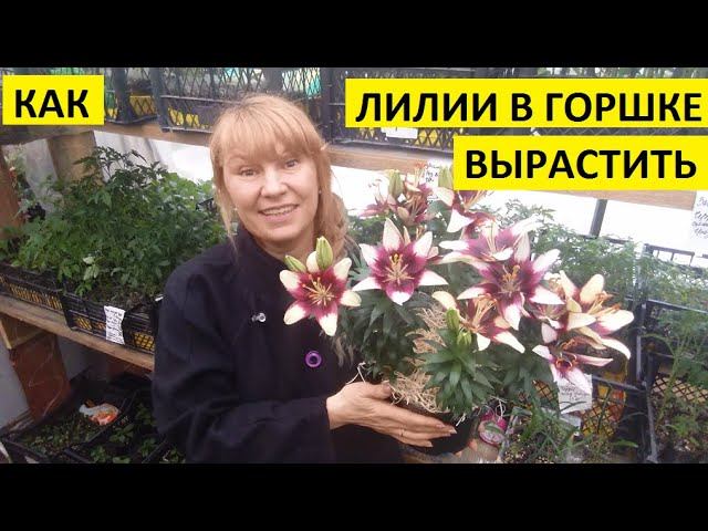 Лилии в горшке. Как вырастить? смотреть онлайн