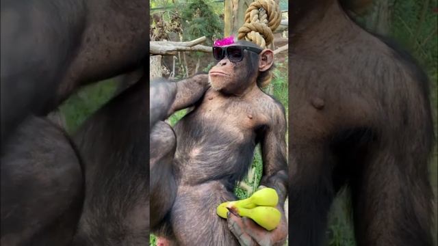 Look At My Swag #chimpanzee #dubai #animalism смотреть онлайн