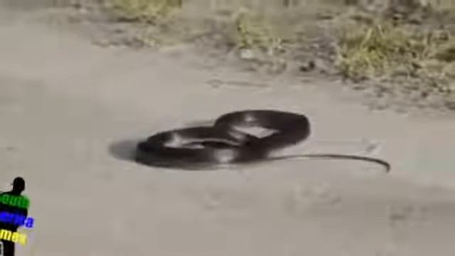 Parapa pá pá pá pá,Tá ficando apertado"cobra noiada" смотреть онлайн