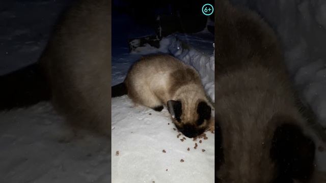 Соседская кошка пришла покушать Но выглядывает своего котеночка Shorts смотреть онлайн