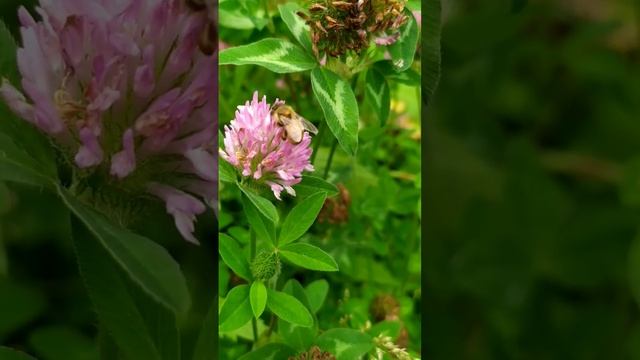 honey bees pollen ekatha krti hui 🐝 #save bees 🐝#viral #shortsfeed #beepollen #bees смотреть онлайн