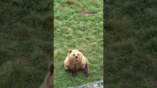Смешной Мишка смотреть онлайн