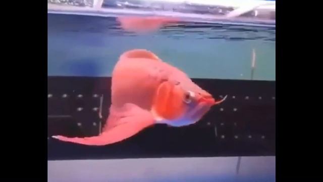Best Colour AROWANA FISH Collection in The World ( PART 3 ) смотреть онлайн