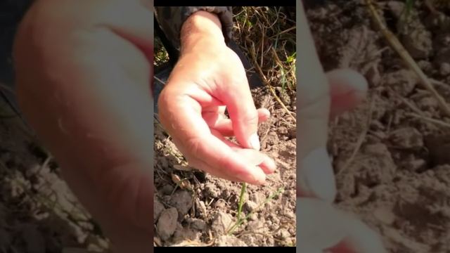 Клад Деда Ефима! #металлоискатель #metaldetecting #поискмонет #шурф #старина #нумизматика смотреть онлайн