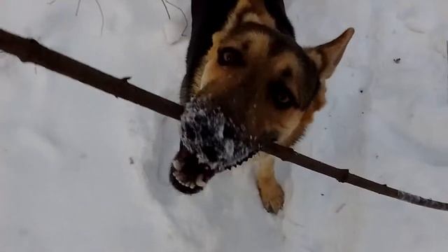 23.01.2016.. Собака длинную палку таскаха. смотреть онлайн
