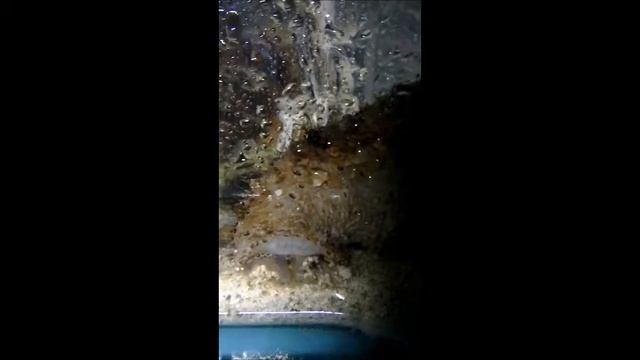 Holothuria fuscocinerea feeding смотреть онлайн