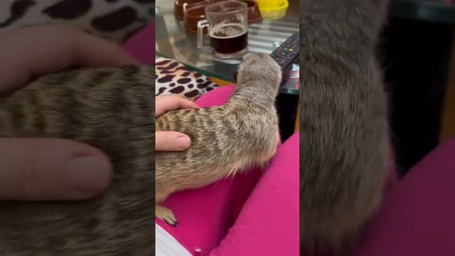 Беременная сурикатиха ❤️ смотреть онлайн