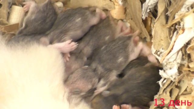 Как росли наши хомячки от 1 до 20 дней? Сирийские хомячки-развитие от рождения до взрослого. смотреть онлайн