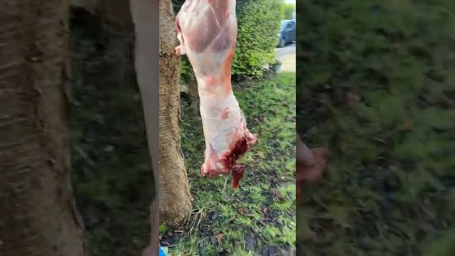 Hillbilly butchering ( chinese water deer ) смотреть онлайн