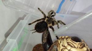 ТОП  5 пауков птицеедов по бюджету для новичков