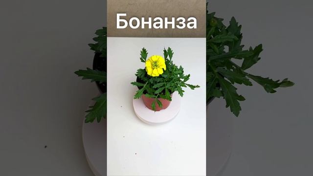 Бархатцы отклоненные — Бонанза