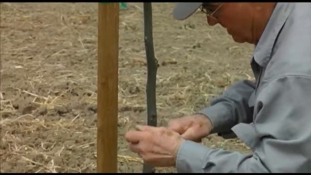 How to patch bud 1 to 2 year old walnut trees - UCANR смотреть онлайн