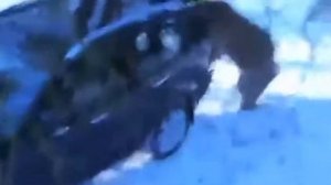 Медведь разорвал машину 😨