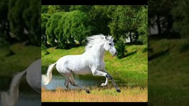 Top 2 amazing fact about bear#shorts #random смотреть онлайн