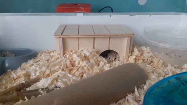 Что нужно для появления хомячка|говорящий хомяк| Оля и хома смотреть онлайн