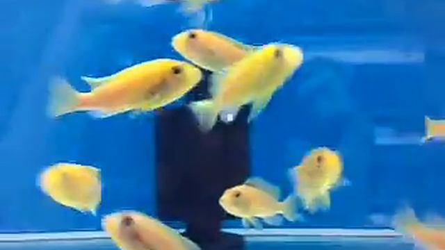 Cichlid-Yellow смотреть онлайн