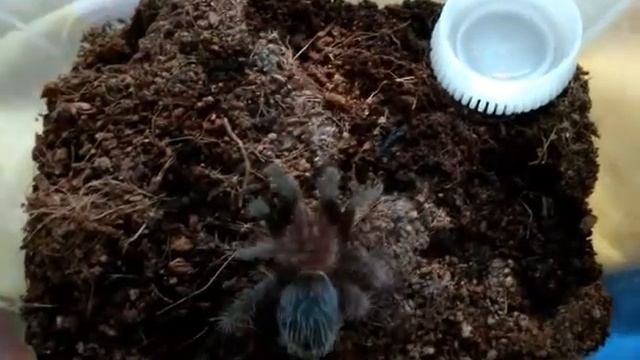 Brachypelma Albopilosum eating смотреть онлайн