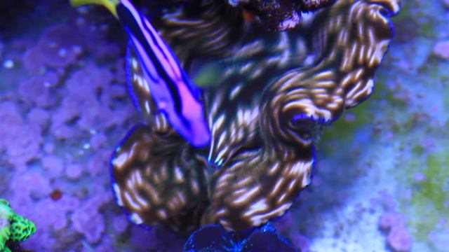 Tridacna crocea e Amphiprion ocellaris смотреть онлайн