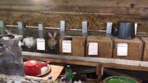 Лучшая клетка для кроликов одно секционная ч1