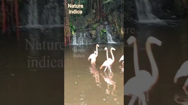 Flamingos смотреть онлайн