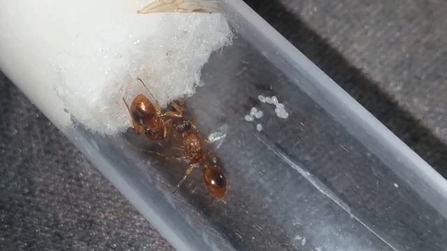 Myrmica Aloba polygyny (2x queen) feeding on drosophila (fruit fly) смотреть онлайн
