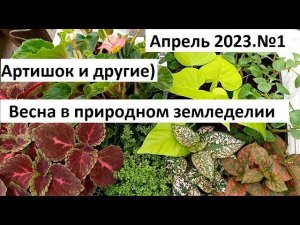 Апрель 2023 №1. Артишок и другая рассада в агробалте.