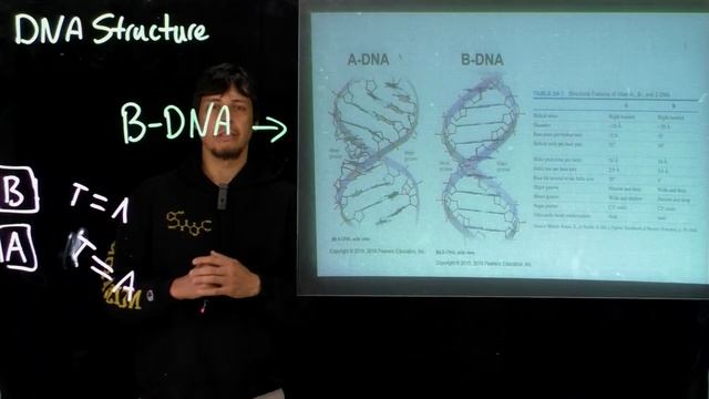 Topic 10.12 - Intro to DNA macromolecular structure смотреть онлайн