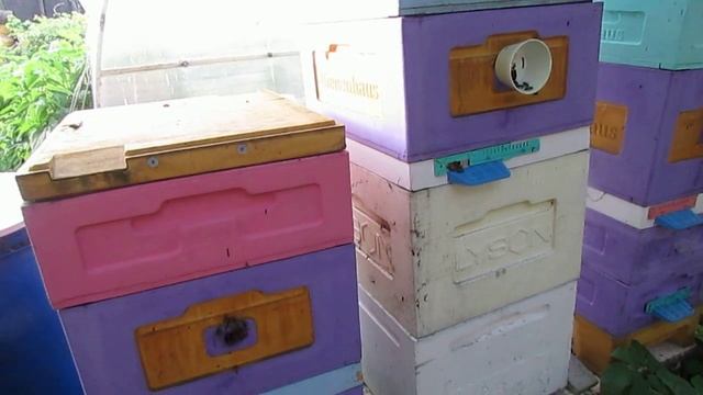 пчеловодство на ячейке 4,9 мм - часть 79, про покупку пчел на ячейке 4,9 мм 16.06.2024 смотреть онлайн