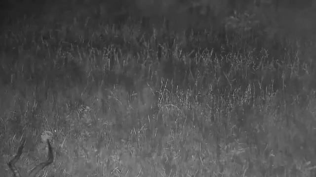 Djuma: Impalas with White-tailed Mongoose walking in - 00:23 - 12/21/21 смотреть онлайн