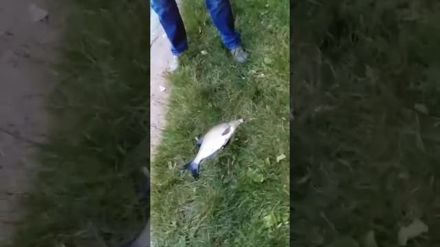 Лещ на реке Москва Хорошево смотреть онлайн