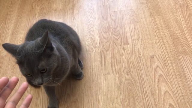 Спустя год... Мой кот породы Русская голубая кошка смотреть онлайн