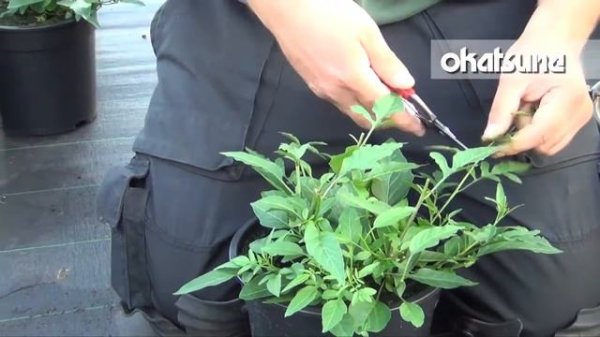 Okatsune thinning shears