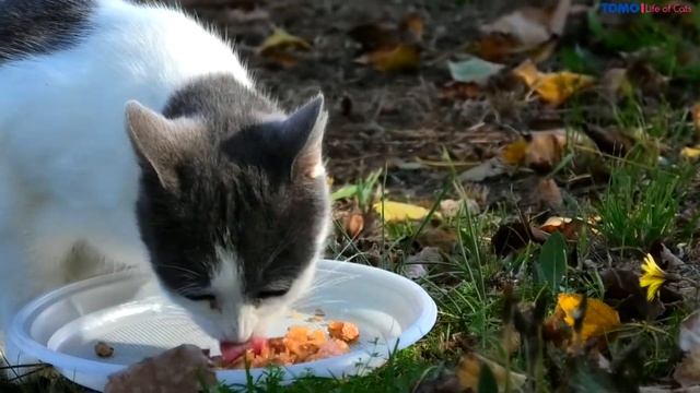 cat living in the park смотреть онлайн