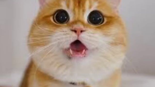 А ти милий мой кудряшка #shorts#shorts😺 смотреть онлайн